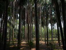 Syagrus Botryophora Plantation